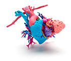 3D Printed Heart in Full Color 